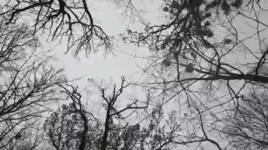 Aşağıdan ağaçların manzarası, kışın yapraksız ağaçların manzarası, sis.