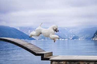 Güneşin doğuşunda arkasında bir körfez olan büyük, güzel beyaz bir Kraliyet Kanişi.