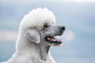 Büyük, güzel beyaz bir Kraliyet Kanişi