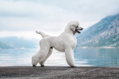 Güneşin doğuşunda kalan güzel beyaz bir Kraliyet Kanişi