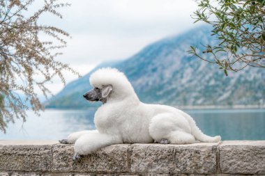Güneşin doğuşunda arkasında bir körfez olan güzel beyaz bir Kraliyet Kanişi.