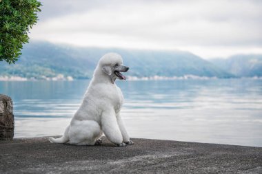 Güneşin doğuşunda arkasında bir körfez olan büyük beyaz bir Kraliyet Kanişi.