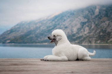 Beyaz köpek kraliyet kanişi dağlardaki gölün kenarındaki bankta oturuyor..