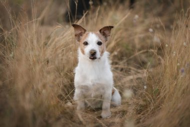 Tatlı Jack Russell teriyeri kır çiçekleri ve çimlerle dolu bir tarlada arka ayakları üzerinde duruyor.