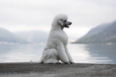 Görkemli beyaz kaniş sabah vakti dağlarla birlikte körfezde yürüyor.