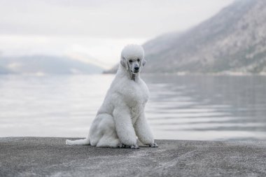 Dağlar ve deniz manzaralı sahil boyunca yürüyen büyük zarif bir kaniş.