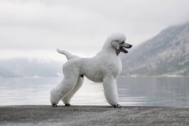 Görkemli beyaz kaniş, doğal manzaralı dağlar ve körfez manzaralı.
