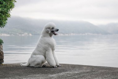 Büyük beyaz Standart Kaniş Deniz ve dağların yanında sabah yürüyüşünün tadını çıkarıyor