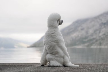 Dağ körfezi manzarasında açık havada zarif safkan kaniş köpeği.