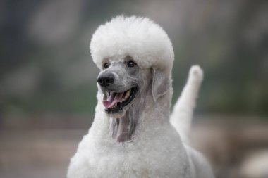 Sersemletici Kraliyet Kaniş portresi sabah dağlarına ve denize karşı