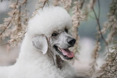 Sersemletici Kraliyet Kaniş portresi sabah dağlarına ve denize karşı