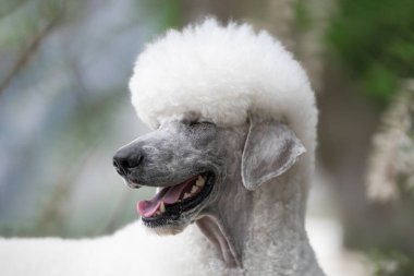 Zarif Standart Kaniş Sabah deniz manzarasının tadını çıkarıyor