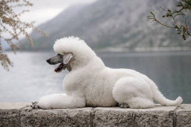 Dağ körfezi yakınlarında sabah ışığında muhteşem beyaz kaniş