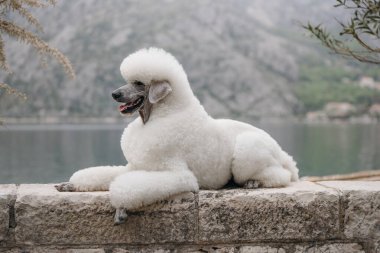 Kraliyet Kaniş Köpeği doğada yürüyor. Körfez ve dağ altyapısı var.