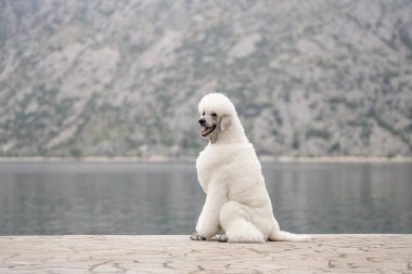 Muhteşem pofuduk Kraliyet Kaniş köpeği sabahın erken saatlerinde açık havada yürüyor.
