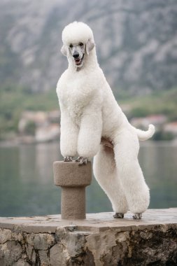 Dağın eteklerinde yürüyen zarif beyaz kaniş.