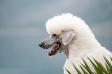 Güzel beyaz kaniş deniz manzarasını keşfediyor.