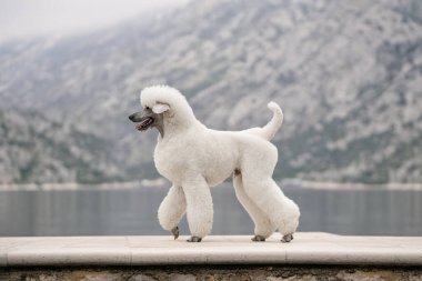 Dağlar ve deniz manzaralı sahil boyunca yürüyen büyük zarif bir kaniş.