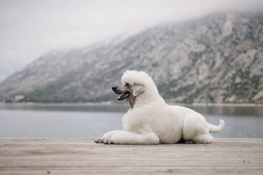 Dağ körfezi yakınlarında sabah ışığında muhteşem beyaz kaniş