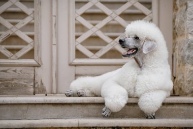 Yumuşak sabah ışığında kaldırım taşları üzerinde yürüyen büyük zarif kaniş.