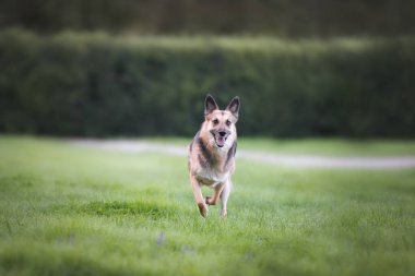 Güzel köpek koşuyor ve sabah yeşil güneşli parkta oynuyor.
