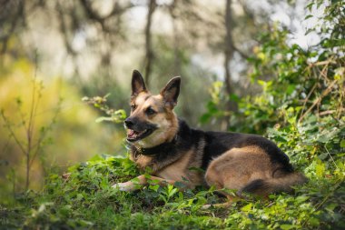 Parkta güneş ışığıyla parıldayan sevimli bir köpek.