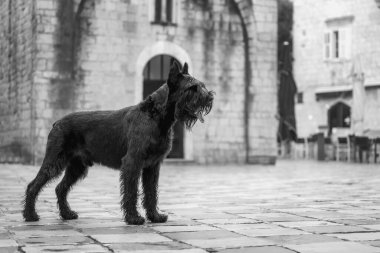 Kültür mirası kasabasında eski mimarisi olan büyük bir schnauzer köpeği.