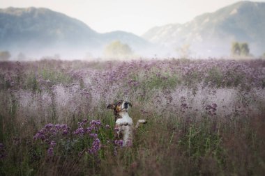 Mutlu küçük köpek dışarıda oynuyor. Çiçekli lavanta çayırlarında.