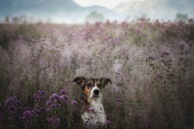 Güzel siyah beyaz köpek altın çayırda gündoğumunun tadını çıkarıyor.