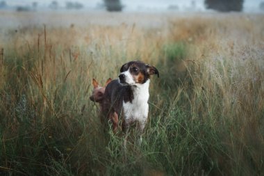 Altın yaz tarlasında üç renkli köpekle güzel bir hayvan yaşam tarzı.