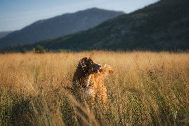 Toller Retriever 'ın manzaralı portresi Gün doğumunda açan lavanta çayırında