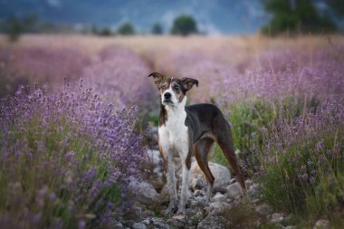Güneş doğarken lavanta tarlasında siyah beyaz kahverengi köpeğin manzaralı portresi.