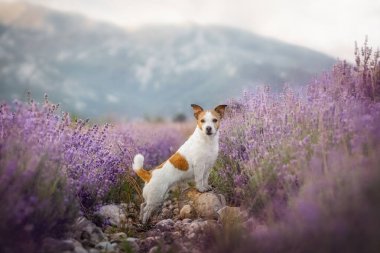 Güzel Jack Russell Terrier yeşil ve mor lavanta manzarasında özgürce koşuyor.