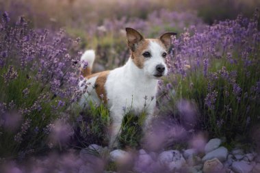 Mutlu Jack Russell köpeği yaz sabahı lavanta çayırında.
