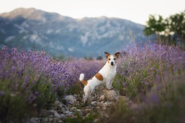 Şafakta çiçek açan lavanta tarlasında Jack Russell Terrier 'in manzaralı portresi