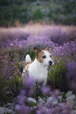 Sevgili Jack Russell lavanta çiçeklerini sabah ışığında keşfediyor.