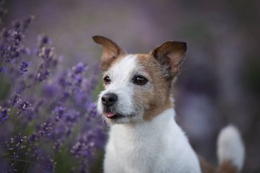 Neşeli Jack Russell Terrier, gün doğumunda lavanta tadını çıkarıyor.