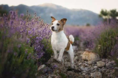 Aktif Jack Russell köpek şafakta lavanta tarlasında koşuyor ve oynuyor