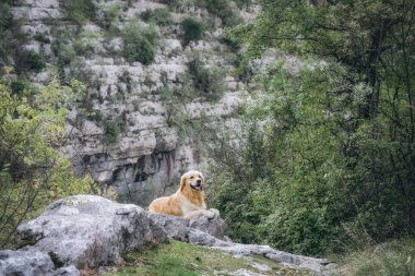 Dost canlısı Golden Retriever vahşi ormanı keşfediyor ve dışarıda oynuyor.