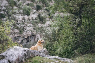Doğal yeşil ormanlık alanda güzel bir av köpeği portresi