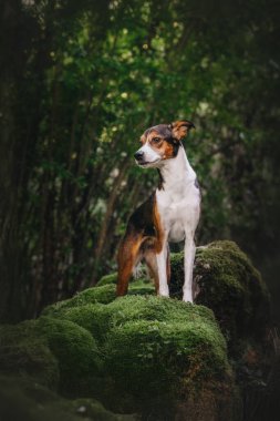 Etrafı yeşilliklerle çevrili yosun ormanında şık küçük bir köpek.