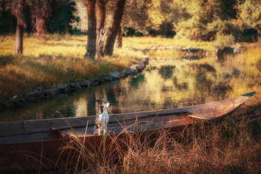 Sonbahar göletinde renkli yaprakları ve teknesi olan neşeli küçük bir köpek.