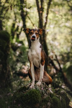 Güzel küçük köpek canlı yeşil ormanda yürüyor ve oynuyor.