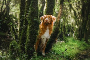 Yosun ormanlarını keşfeden ve doğanın tadını çıkaran sevimli av köpeği.