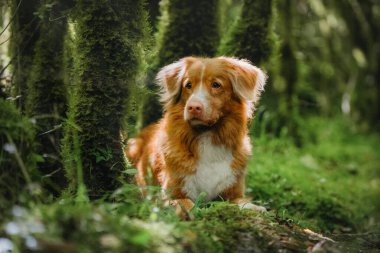 Güzel Nova Scotia Duck Tolling Retriever yosunlu yeşil ormanda yürüyor
