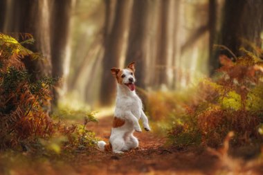 Oyuncu Jack Russell Terrier sonbahar ormanında tavşan gibi zıplıyor.