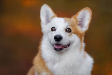 Güzel kırmızı ve beyaz Corgi köpeği sonbahar ormanında oynuyor.