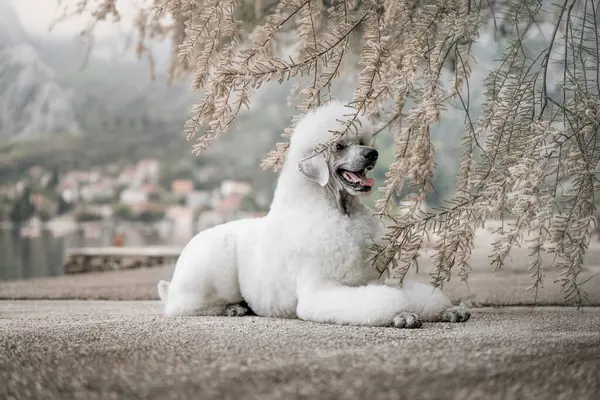 Görkemli büyük beyaz kaniş Koyu ve dağ zirveleriyle doğada poz veriyor