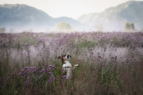 Mutlu küçük köpek dışarıda oynuyor. Çiçekli lavanta çayırlarında.