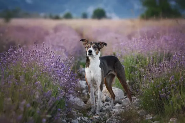 Güneş doğarken lavanta tarlasında siyah beyaz kahverengi köpeğin manzaralı portresi.